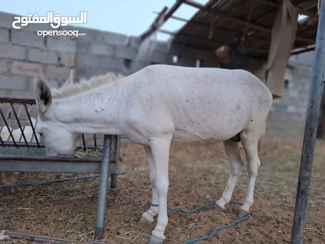 جحش ابيضّ للبيع. هدي /