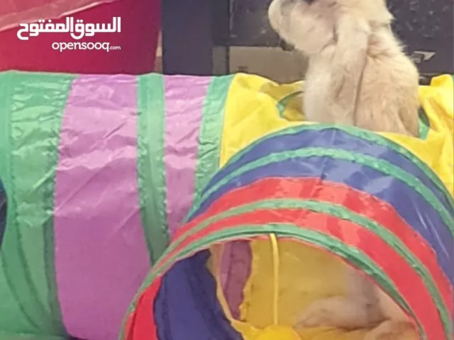 Dutch Dwarf Rabbit for Sale - أرنب هولندي قزم للبيع