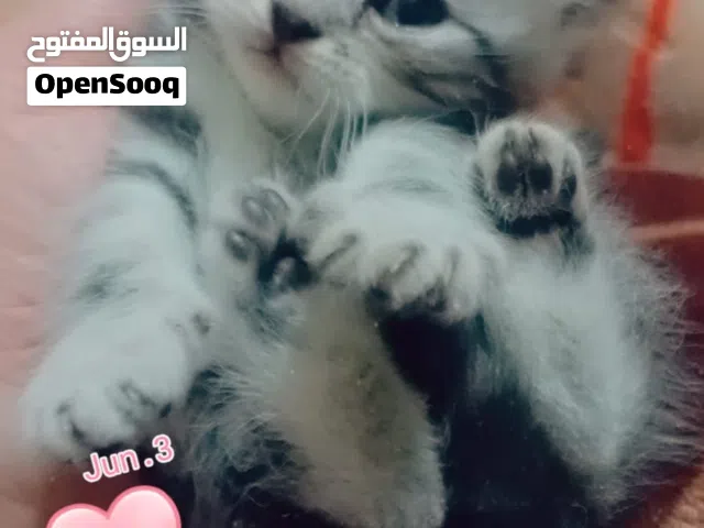 قطط سكوتش عمر40يوم بسعر مغري