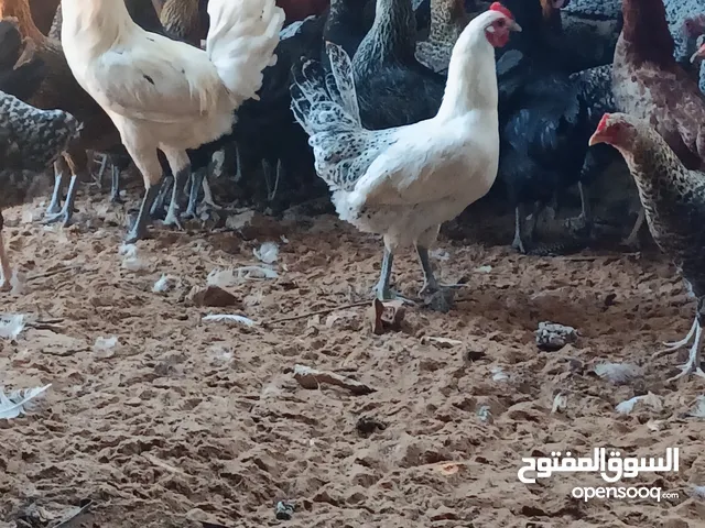 دجاج عربى....