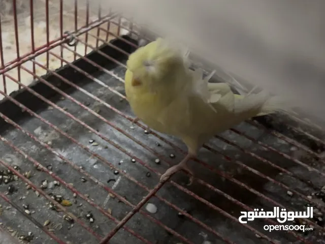 دكر استرالي لاسوينج فلل مستوي محترم