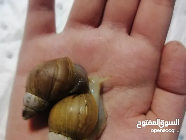 حلزون افريقي