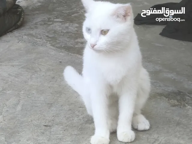 قطه نوع نادر