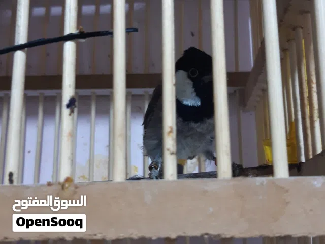 بلابل بصره للبيع