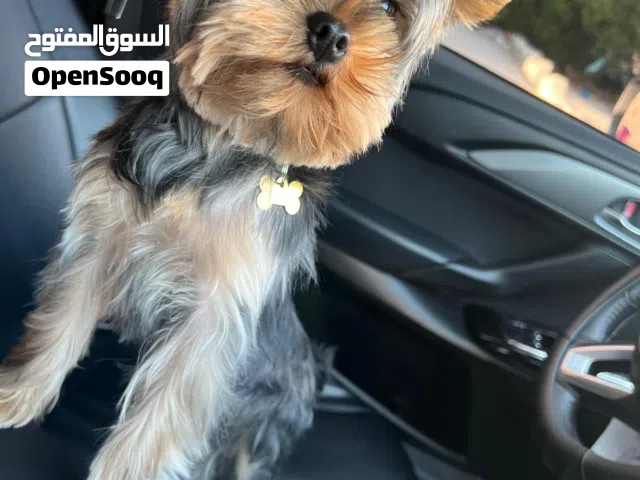 Yorkie For Sale