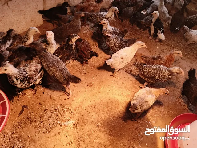 دجاج مشكل بين فولي. زهري. فيومي. جميزه فرنسي. هجين براهما