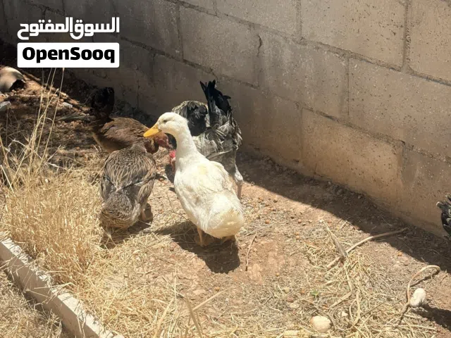 جاج وبط للبيع