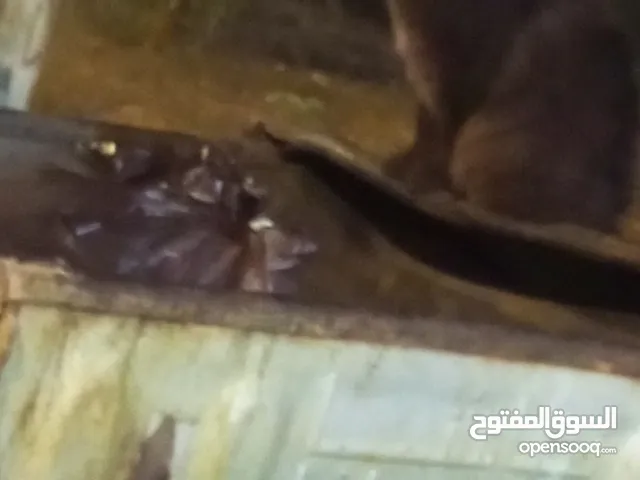 قطه غير معروفه للبيع