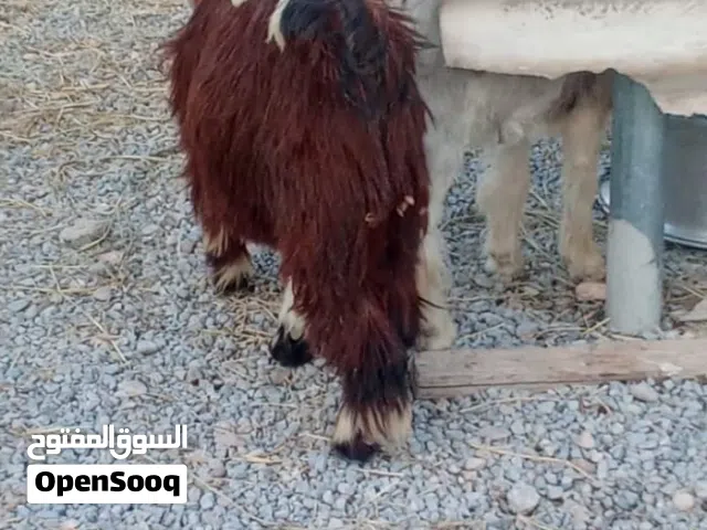 جدي جبالي تيس 10 شهور