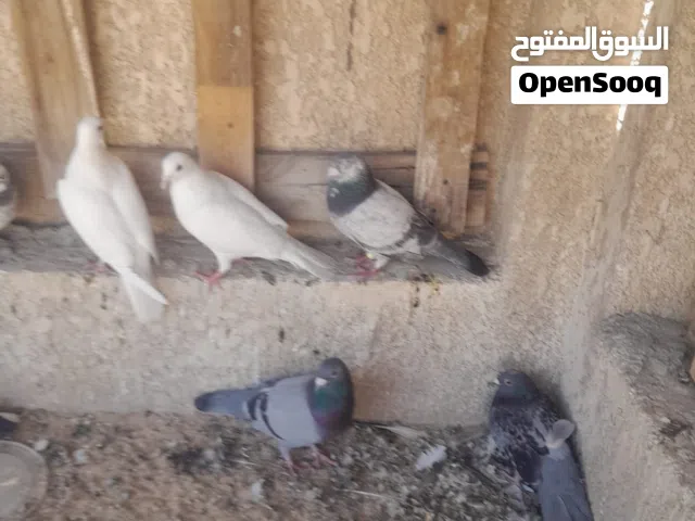 حمام زواجل للبيع حلوات ونظيفات ببهن زاز وبيض سعر زوج 8 وبيهن مجال اذا شلع