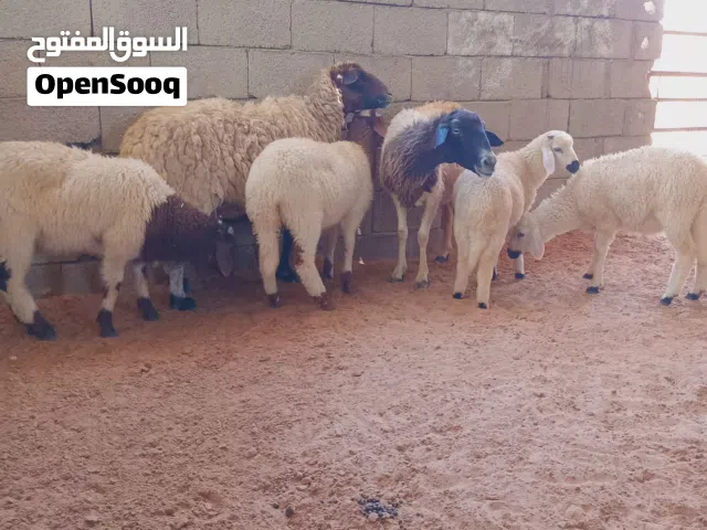 زوز نعاج ثوميات تحتهم 2خروف و2فطيمه