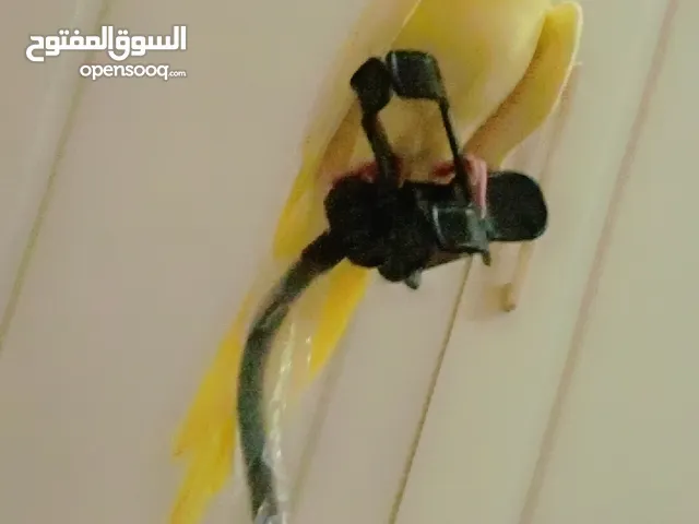 كروان لوتينو مفقود في حي الورد في جده الطير حق طفله يتيمه ام وااب والطير هذا عزيز جدا عليها تكمله اس