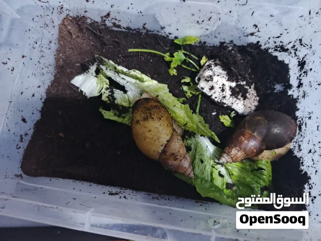 4 حلزونات عمرهم سنه ونص وواحد عمره نص سنه