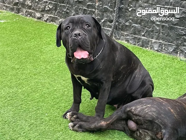 جراوي كين كورسو 45يوم دم نارر