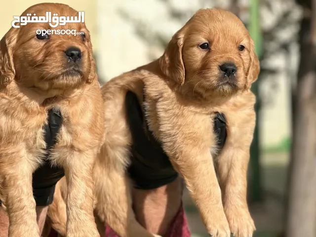 جولدن جراء مميزه