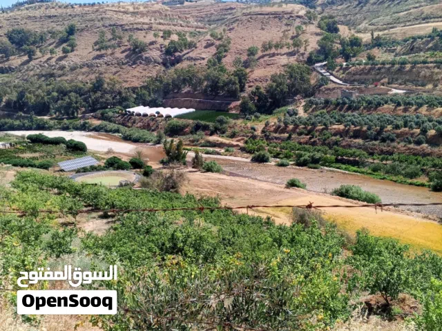 مزرعه نموذجيه ع سيل الزرقاء للبيع