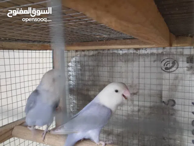 زوج روز آباء منتجين للبيع