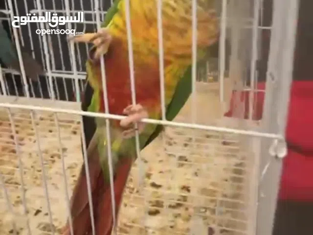 زوج كنيور منتج الذكر بلو والانثى اولو سايد