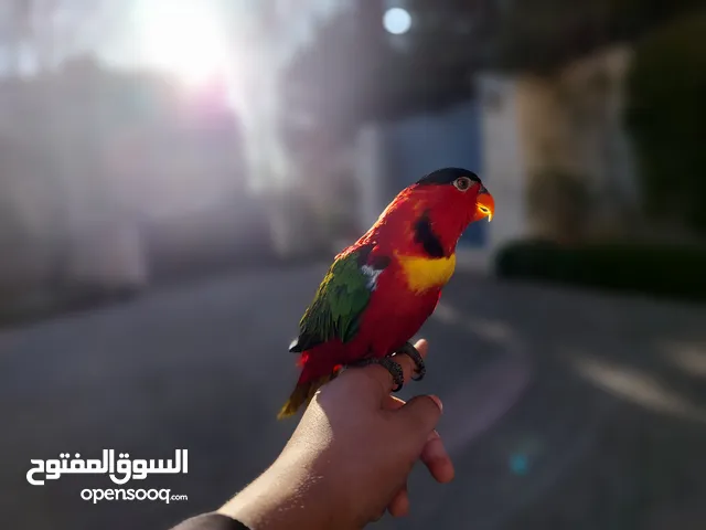 ببغاء لوري أحمر صدر أصفر يحب اللعب بكثره، يحب التواصل، أليف، يمل بسرعة، يحب أن يقف على كتف الشخص