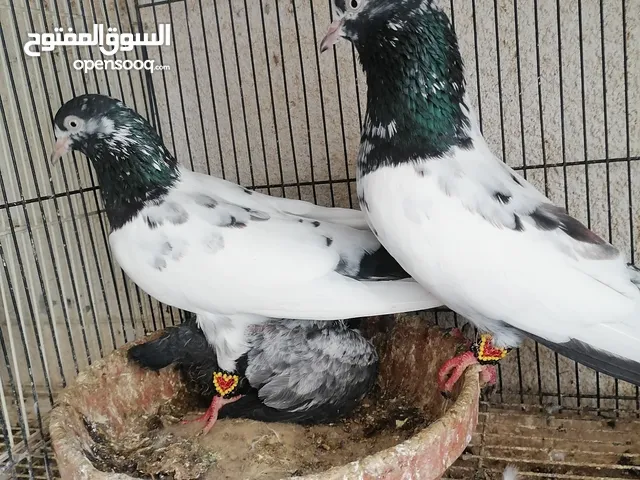 حمام باكستاني Pakistani pigeons