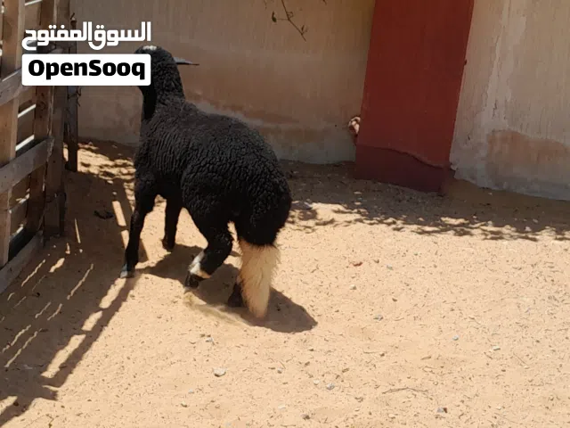 فطيمه وطنيه الله يبارك عمرها ف6شهور سليمه من العيوب متع تربيه او موس لبيدبح ميزان مشالله..