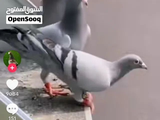 مطلوب حمام زاجل اصلي
