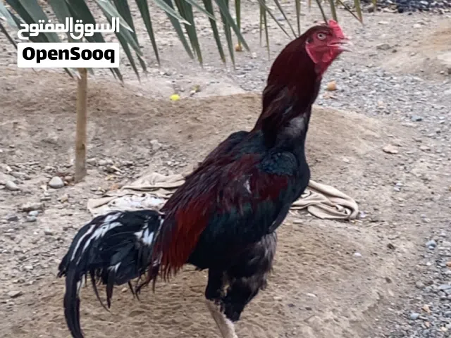 ديك بنجابي