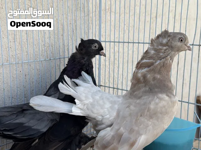 حمام جمال للبيع و انتاج سريع وصحتهم جدا ممتازه