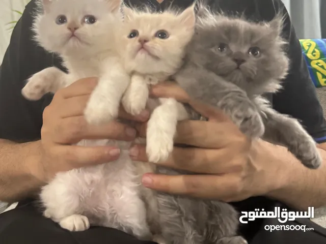 persian kittens قطط شيرازي