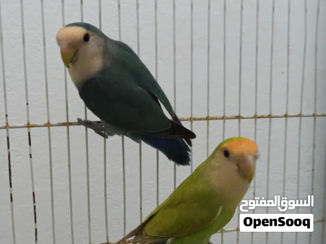 كوبيه بركديلو