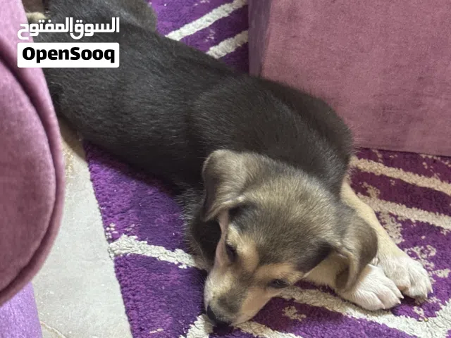 كلب  لعوب السعر 600