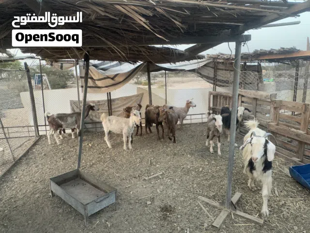 اغنام تربيه