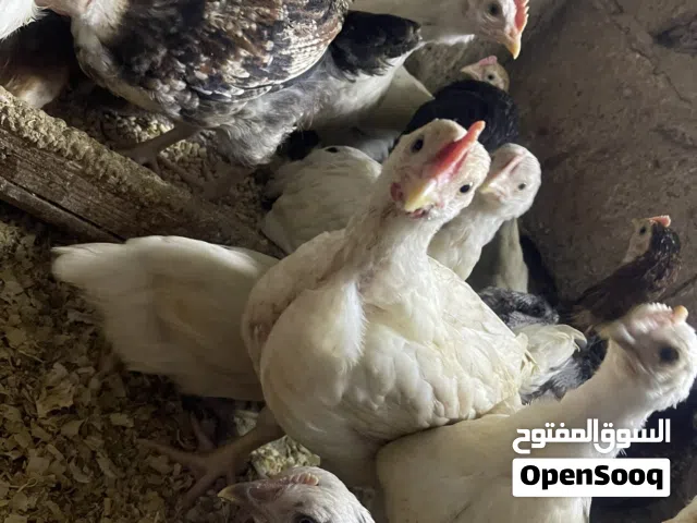 صيصان بلدي ولوهمان