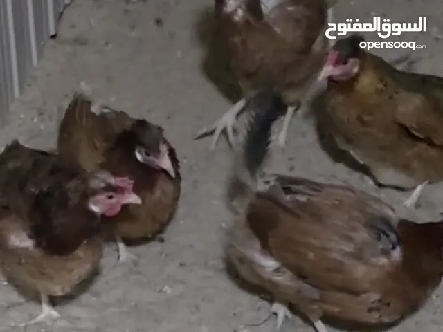 دجاج عربي قديم