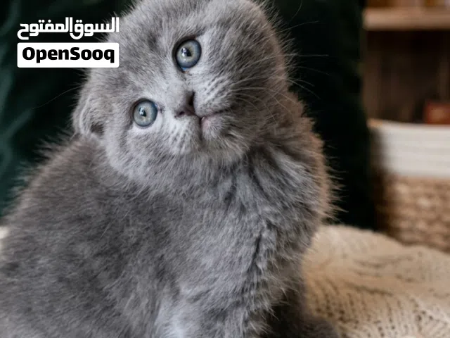 قط سكوتش وقط برتش