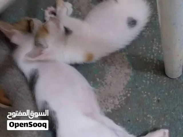 قطط عمر شهرين