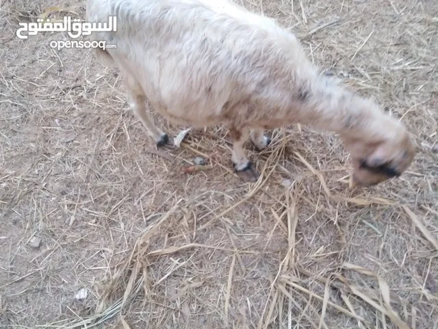 جاعده عمانيه حق بيع