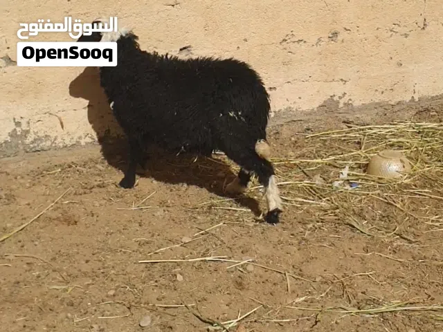 كبشين للبيع امورهن طيبه