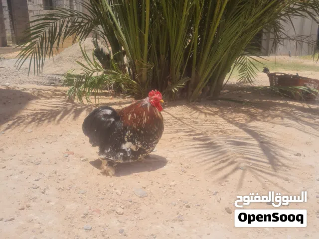 فروج استرالي للبيع