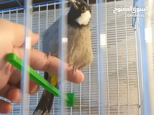متاح بلبل للبيع