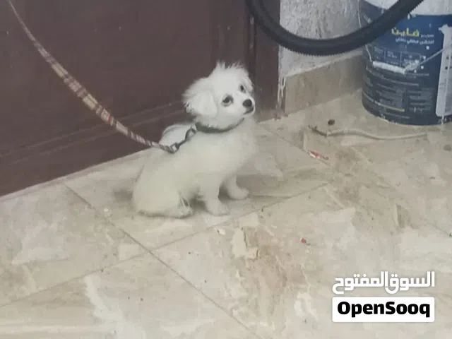 كلب  للبيع لو فكس