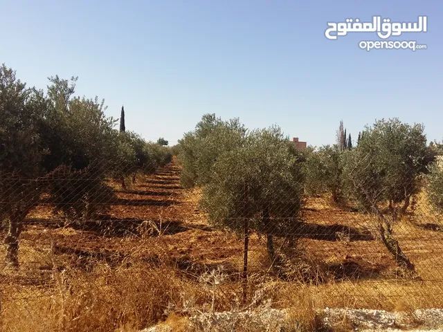 أرض سكنية للبيع في مادبا جرينة الغربي