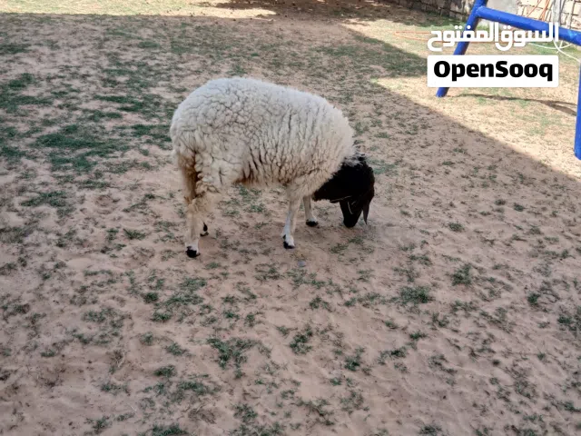 فطيمه الله ايبارك
