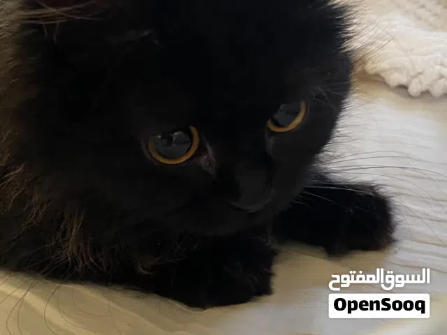 قطة للتبني