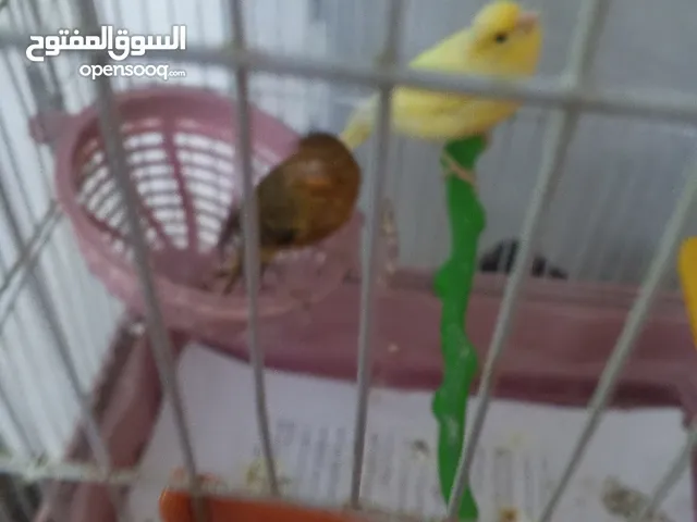 طيور كنار للبيع