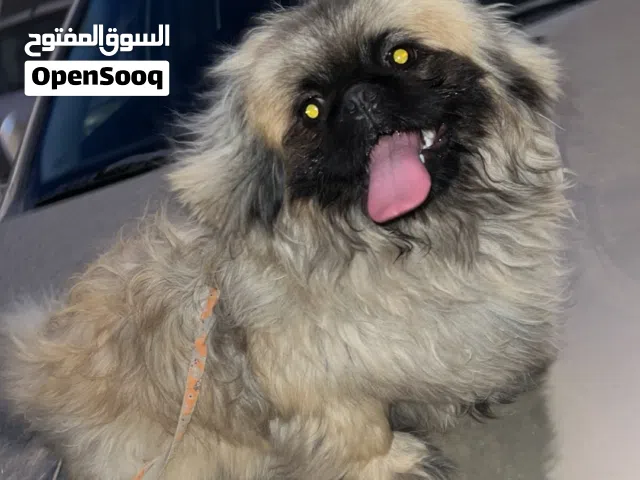 جرو بيكنوا مشاءالله