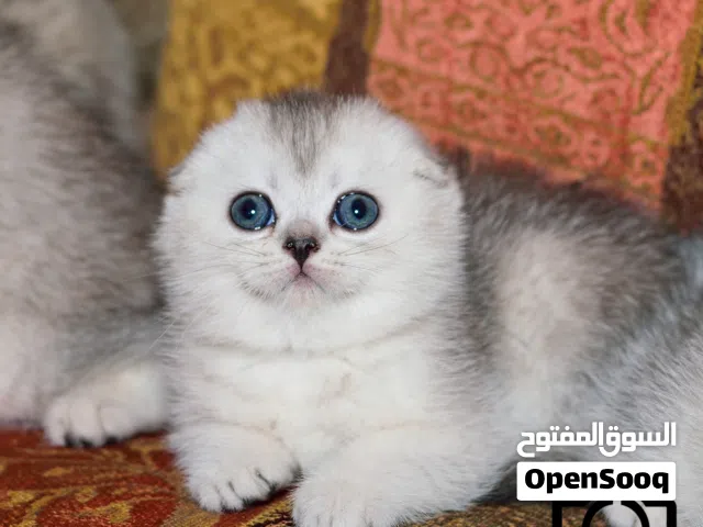 الاسعار تبدأ من 100 قطط سكوتش فولد شورت هير وقطط بريتش شورت هير Scottish fold&British Shorthair بيور