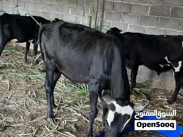 للبيع عجالة ضفارية مطعومات طعام الدار بياض الوجه سمان ماشاء لله