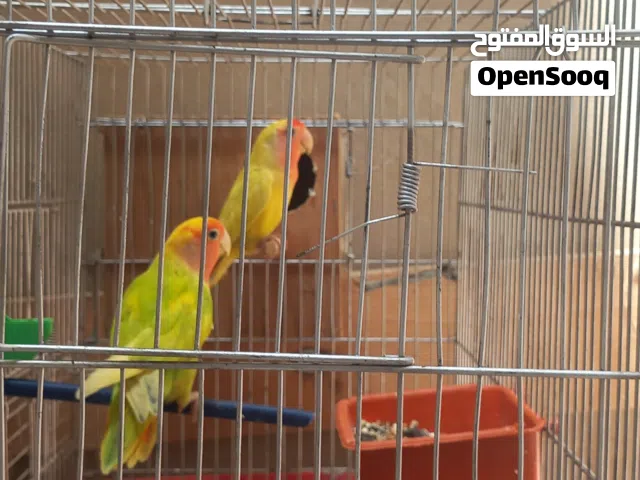 بركاديلو للبيع ربي يبارك السعر في الوصف