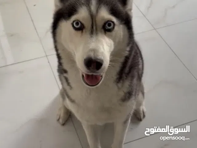 Husky for sale